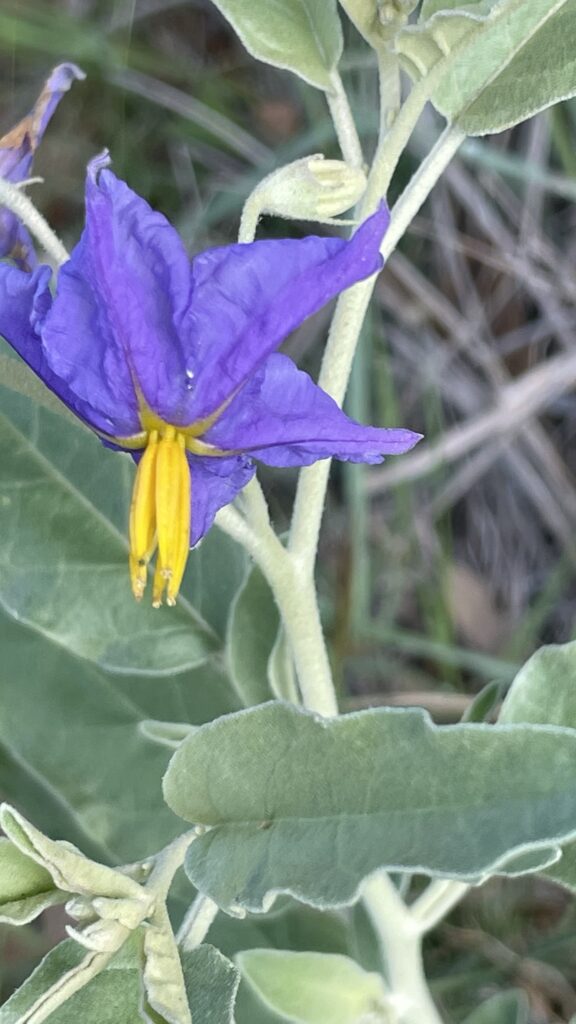 photo by Suzanne Kitchens