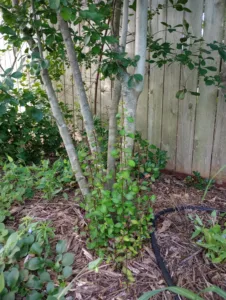 Possumhaw Holly Tree Root Sprouts