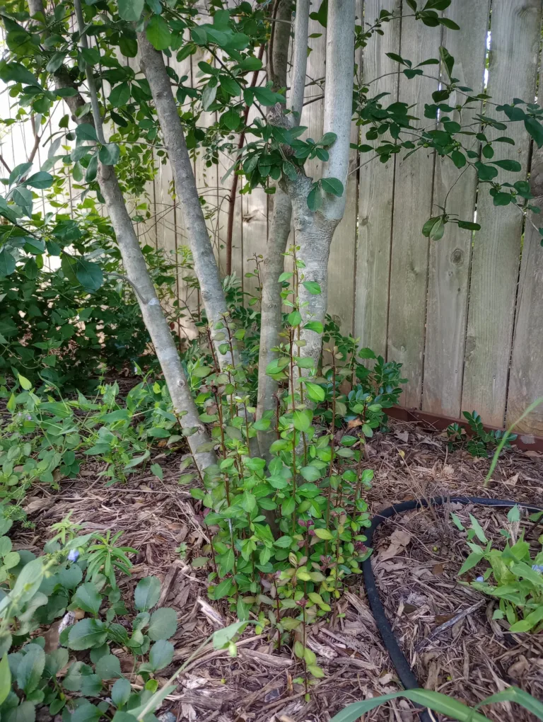 Possumhaw Holly Tree Root Sprouts