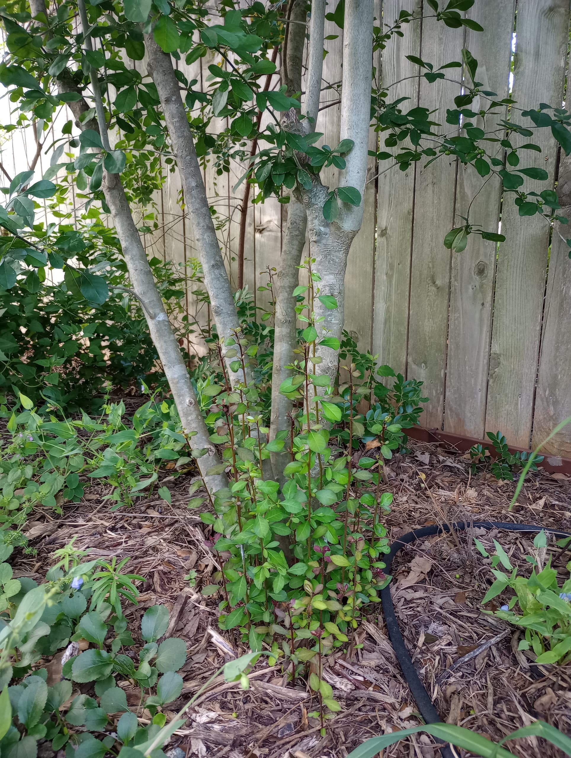 Possumhaw Holly Tree Root Sprouts