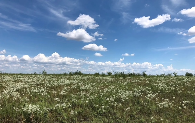 Paul Mattews Prairie