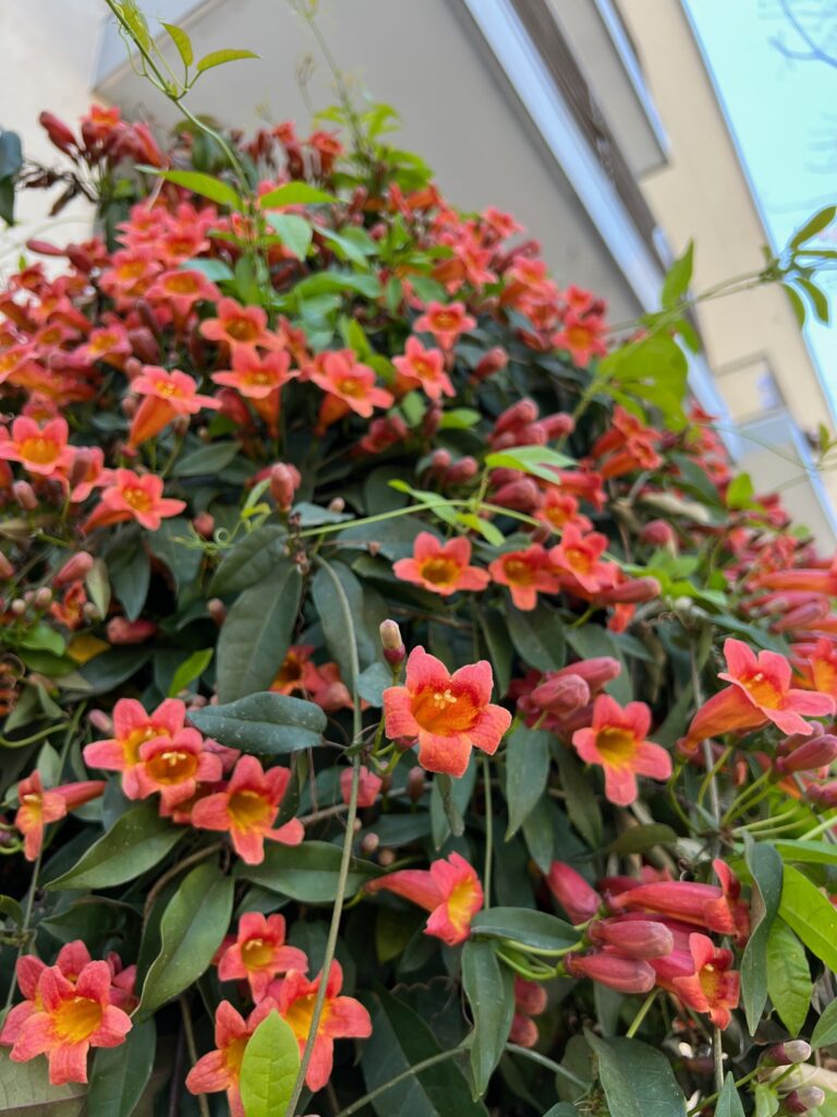 Crossvine, Bignonia capreolata