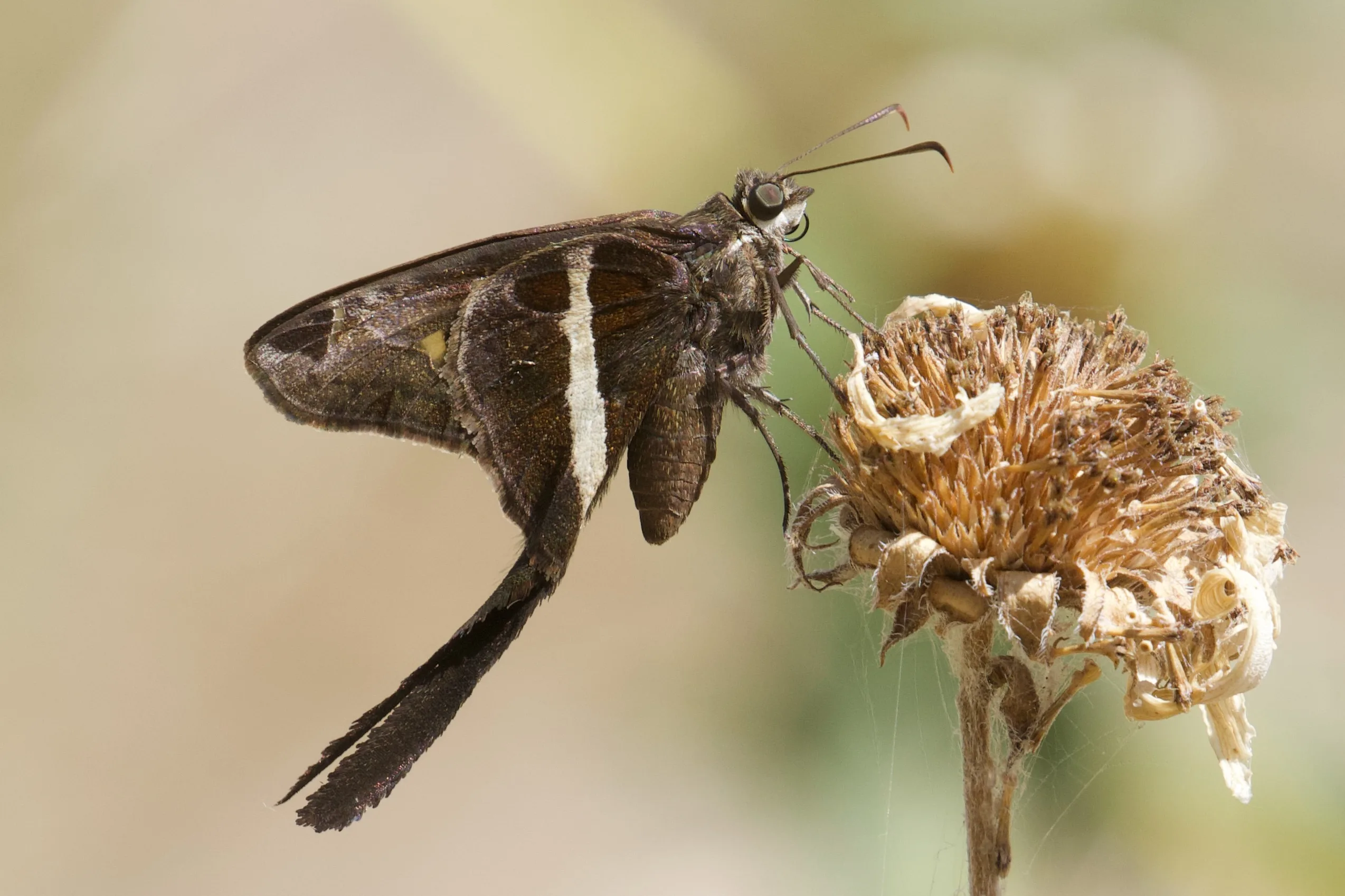 White Striped Long Tail Butterfly
