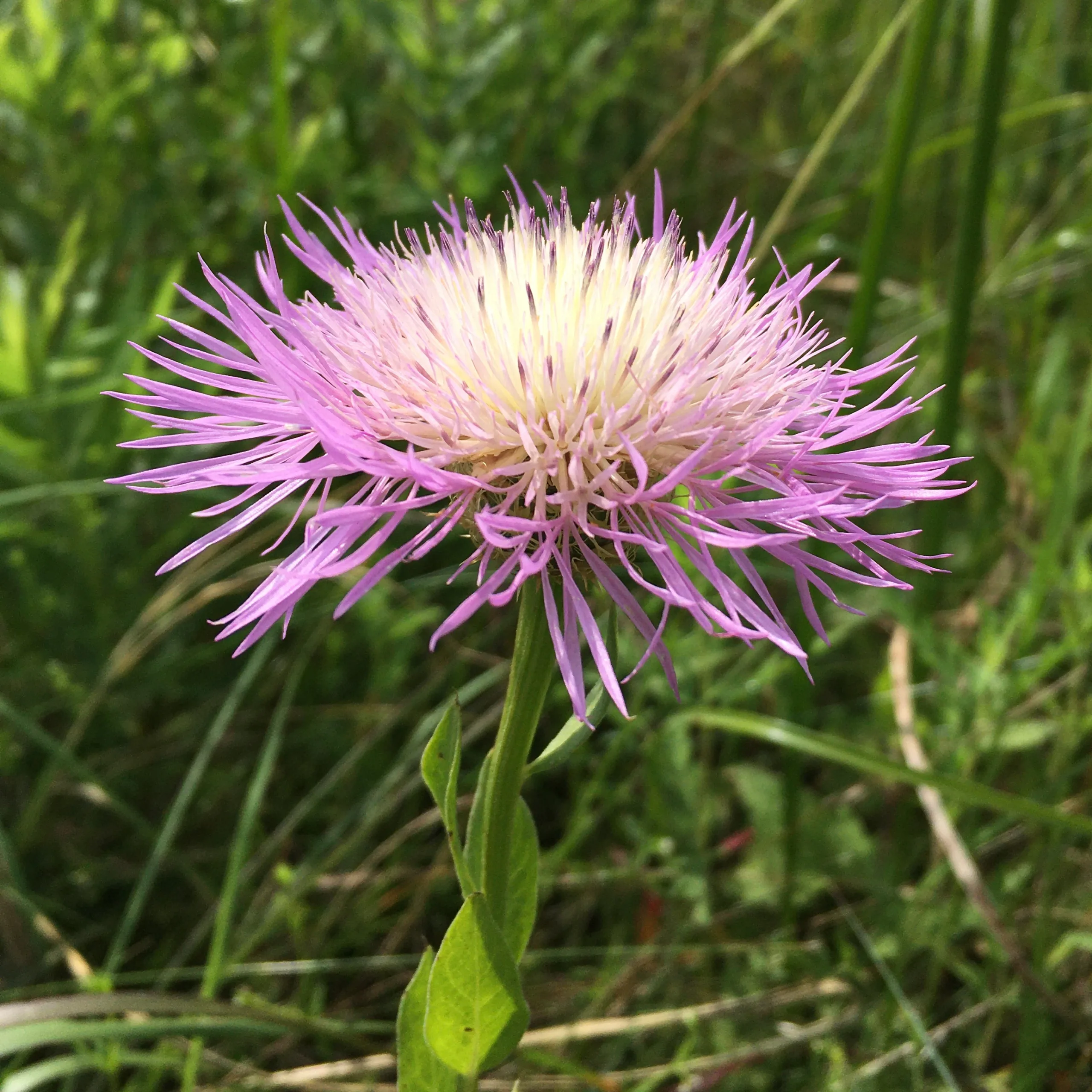 American Basketflower