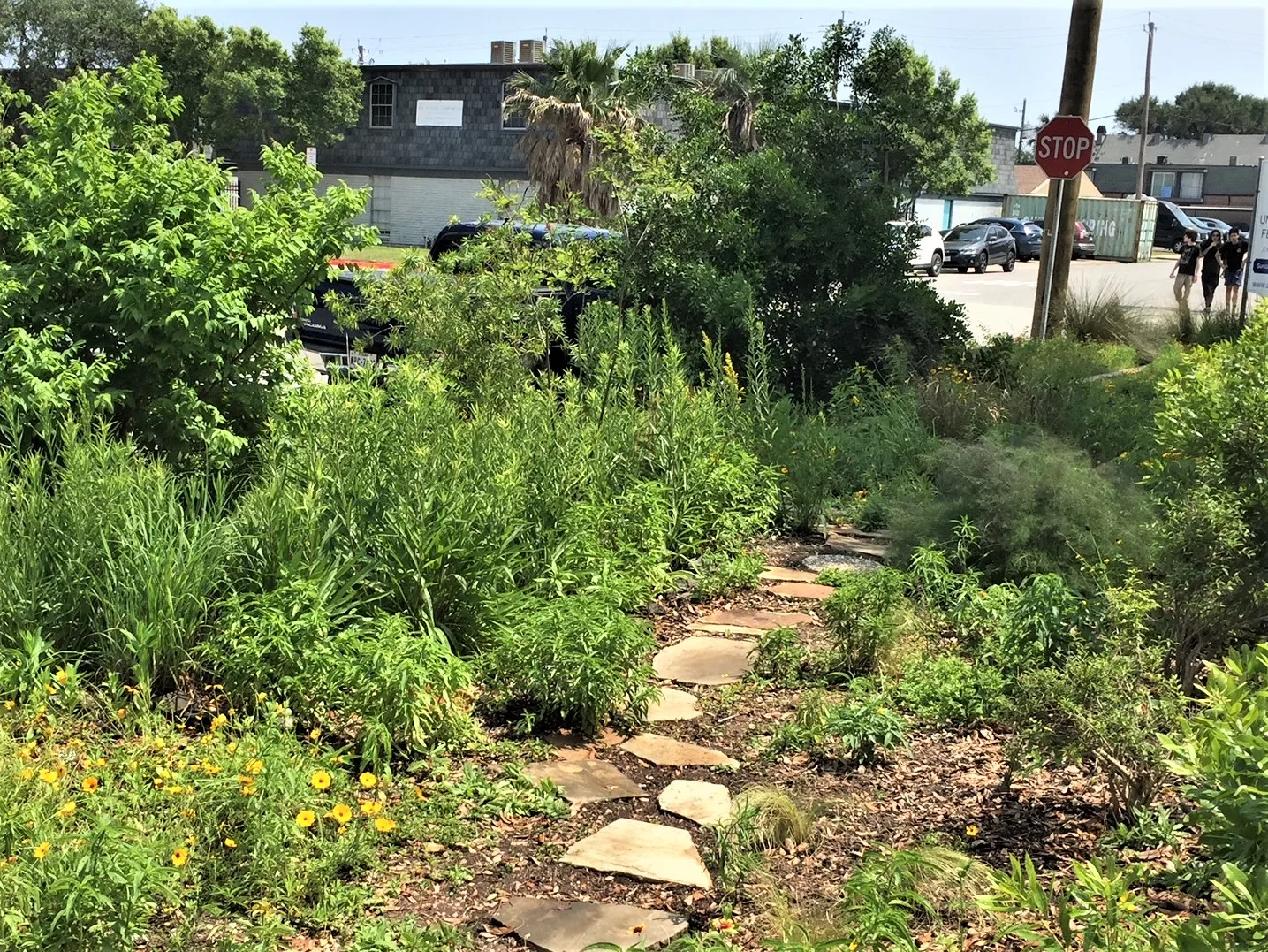 Stone pathway through native plant landscape