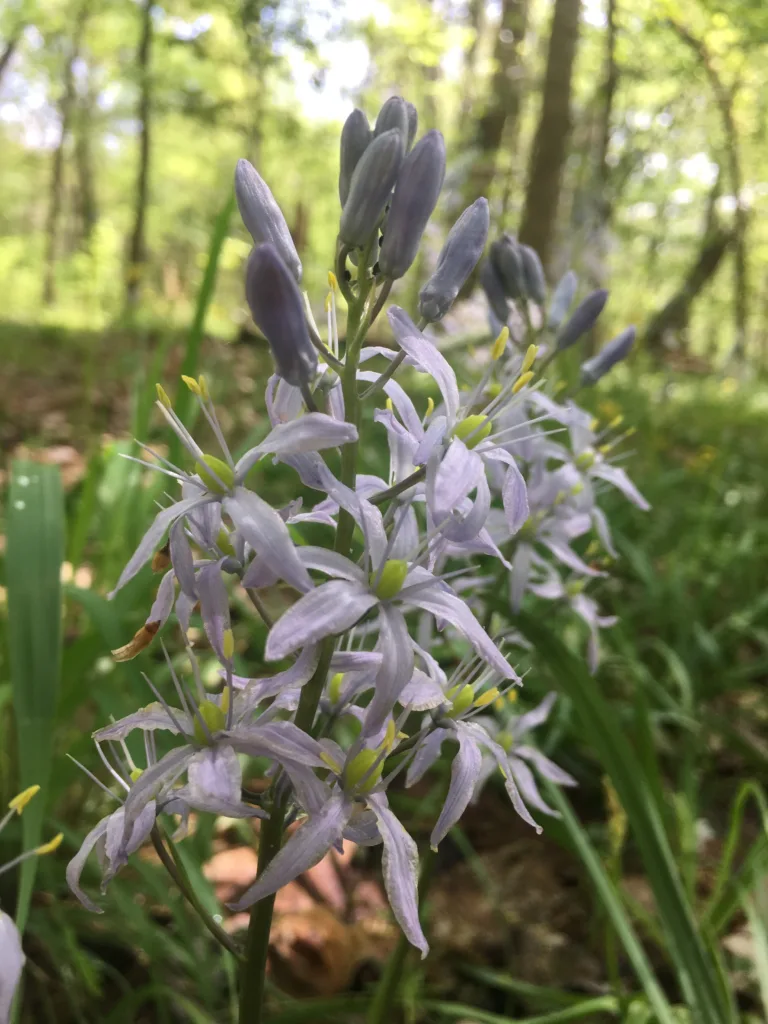 Forest undergrowth, flower with purple blooms.