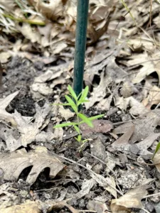 Milkweed seedling