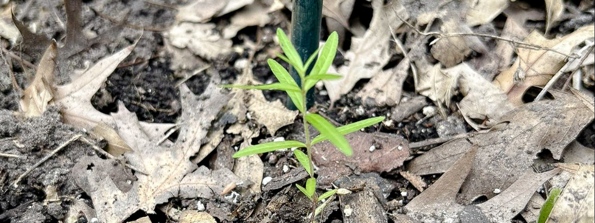 Milkweed seedling