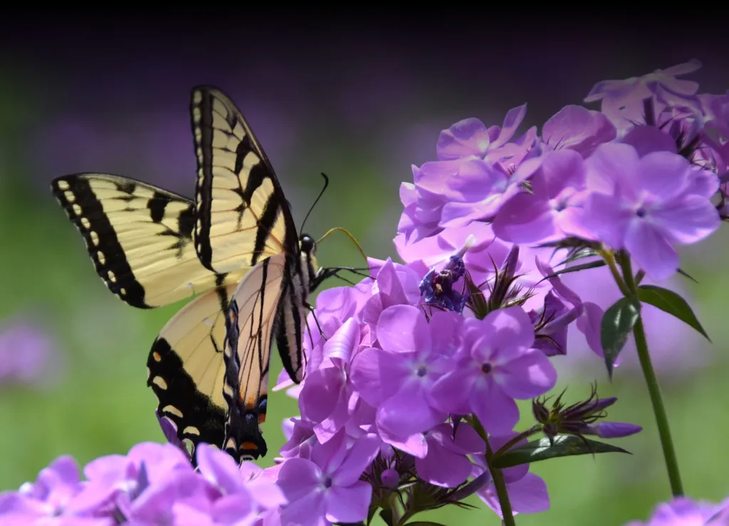Yellow butterfly on purple flower, Phlox pilosa