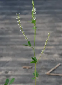 Photo credit: Larry Allain, U.S. Geological Survey