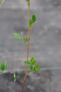 Photo credit: Larry Allain, U.S. Geological Survey