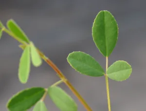 Photo credit: Larry Allain, U.S. Geological Survey