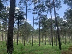 Landscape photo of dozens of pine trees