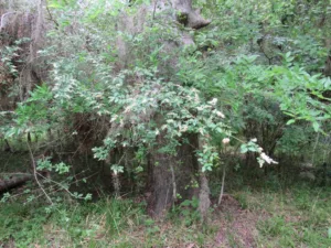 Photo Credit: Claire Sorenson