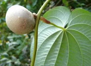 USDA, Photo Credit: Karen Brown, University of Florida