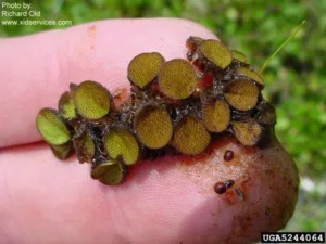 Photo credit: Richard Old; Bugwood.org