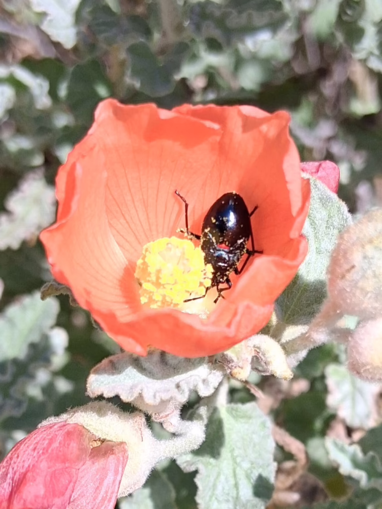 Photo Credit: Mark Richert