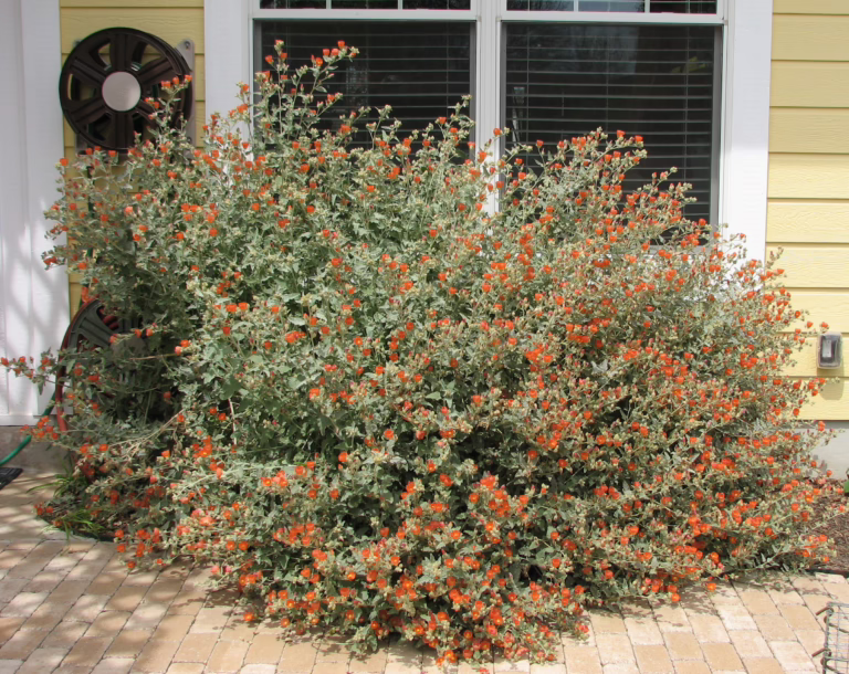 Photo Credit: Deedy Wright