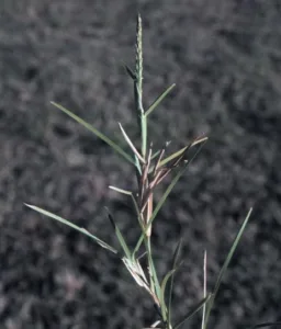 Photo credit: Larry Allain, U.S. Geological Survey