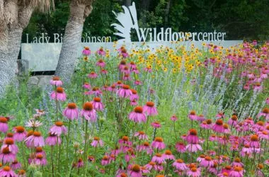 Lady Bird Johnson Wildflower Center