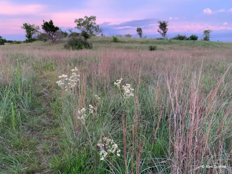 A violet and pink sunset in the backdrop of a field of tall prairie grasses and wildflowers.