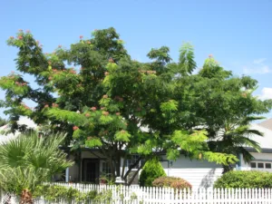 large mimosa tree in bloom