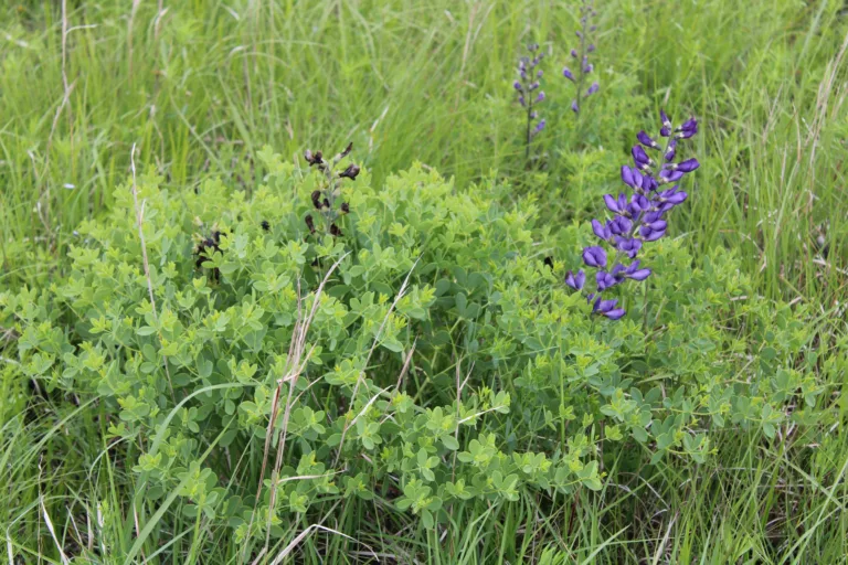 Photo Credit: Smith, R.W., https://www.wildflower.org/gallery/result.php?id_image=31687