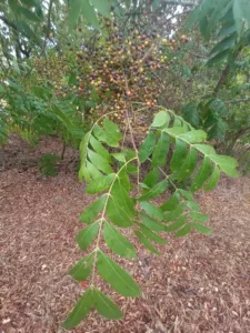 Photo Credit: Claire Sorenson