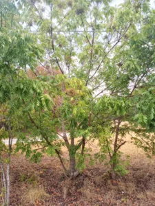 Photo Credit: Claire Sorenson