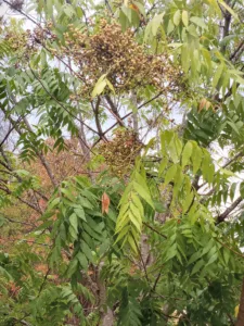 Photo Credit: Claire Sorenson