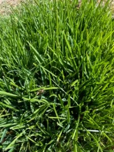 Photo credit: Eric Strickland