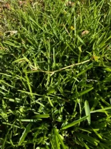 Photo credit: Eric Strickland