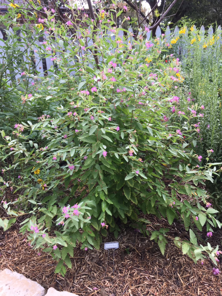 Photo Credit: Deedy Wright