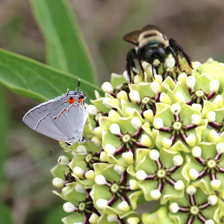 Antelopehorns with Bee and Hairstreak Butterfly