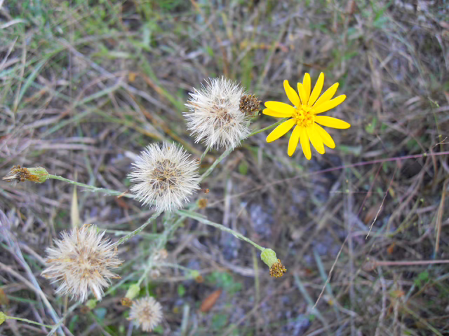 Photo credit: Tauscher, Joseph Allan, https://www.wildflower.org/gallery/result.php?id_image=28914