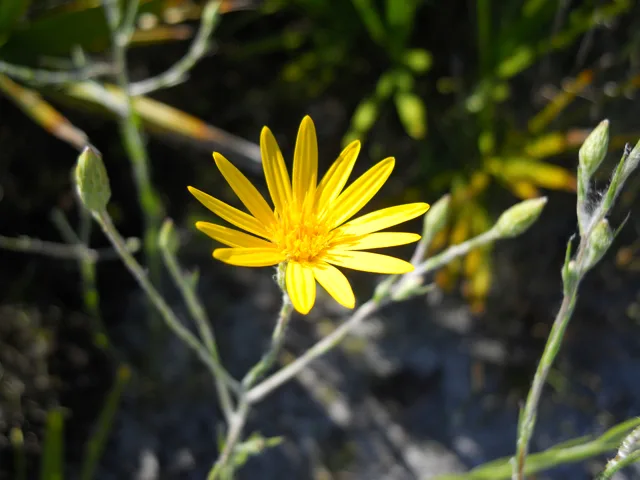 Photo Credit: Tauscher, Joseph Allan, https://www.wildflower.org/gallery/result.php?id_image=28916