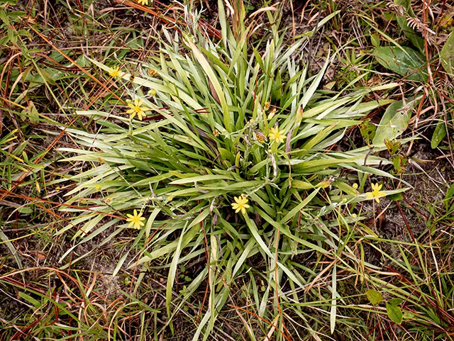 Photo Credit: Brundage, Stephanie, https://www.wildflower.org/gallery/result.php?id_image=84795