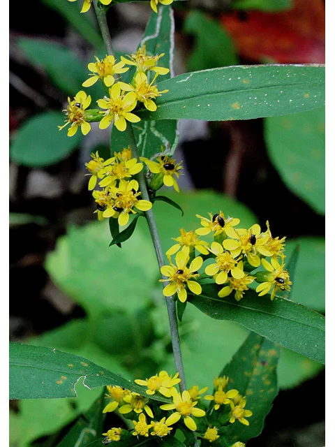 Photo Credit: Smith, R.W.. https://www.wildflower.org/gallery/result.php?id_image=30962