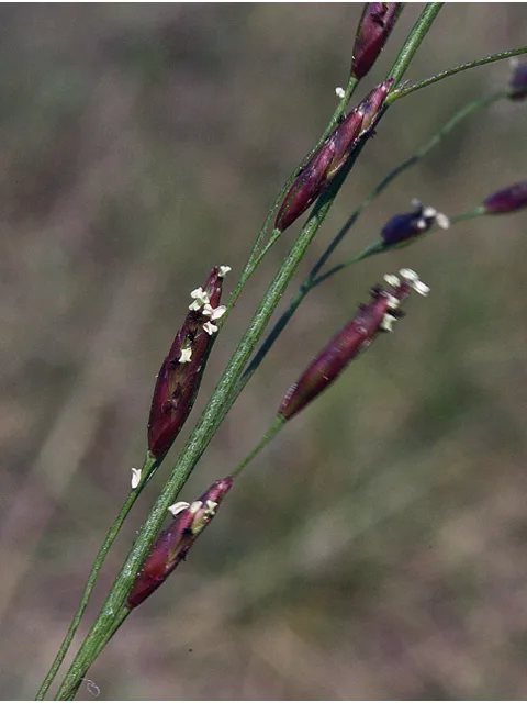 Photo Credit: Smith, R.W., https://www.wildflower.org/gallery/result.php?id_image=43986