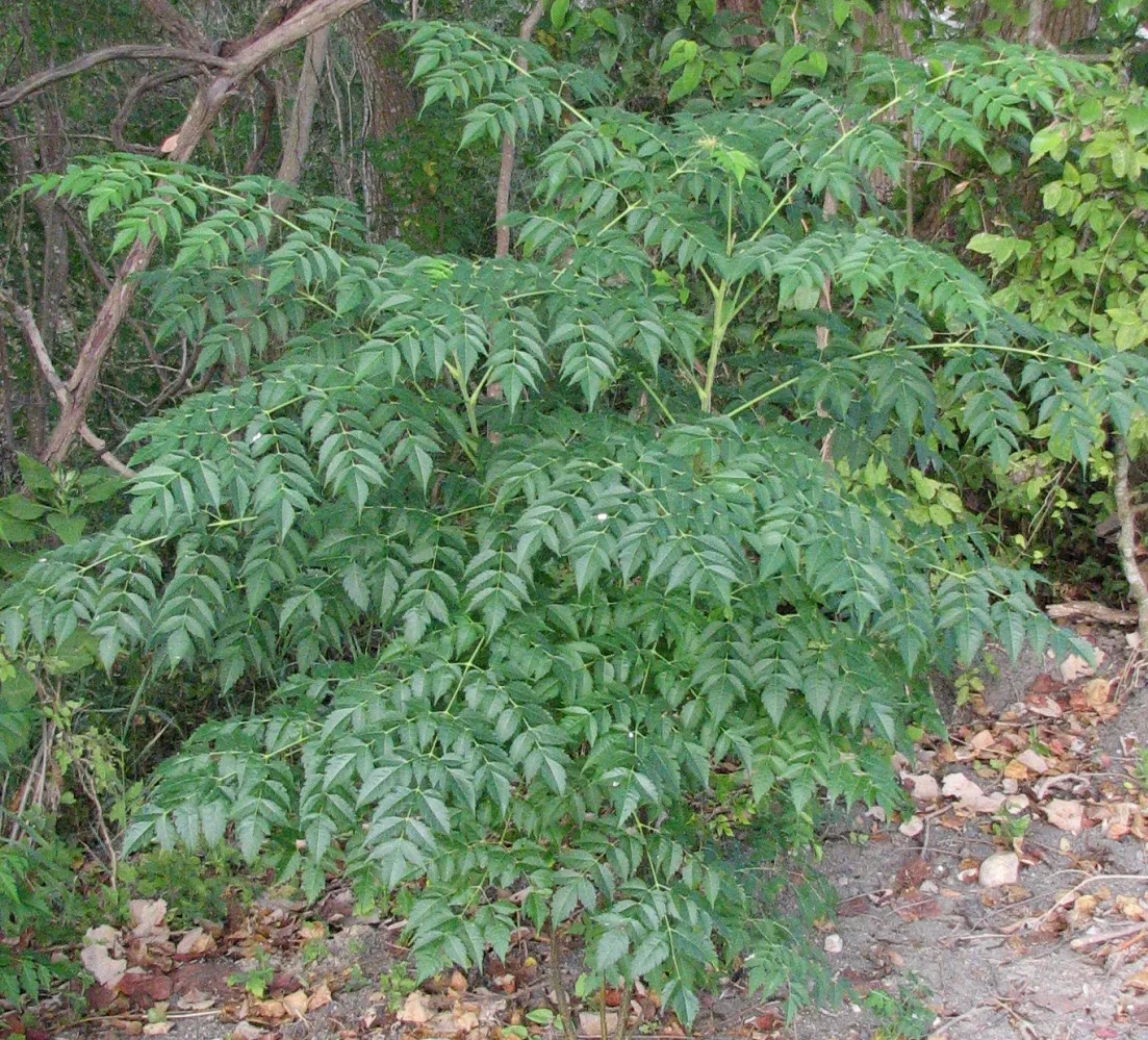 green leaves from Chinaberry tree