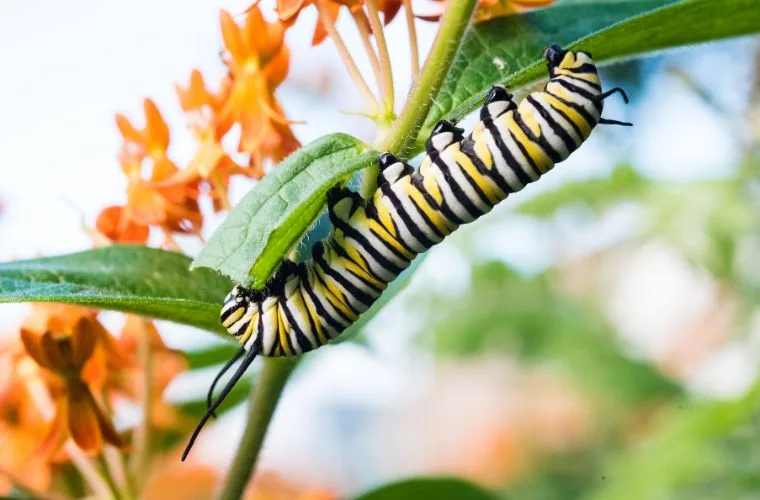 Monarch caterpillar on milkweed