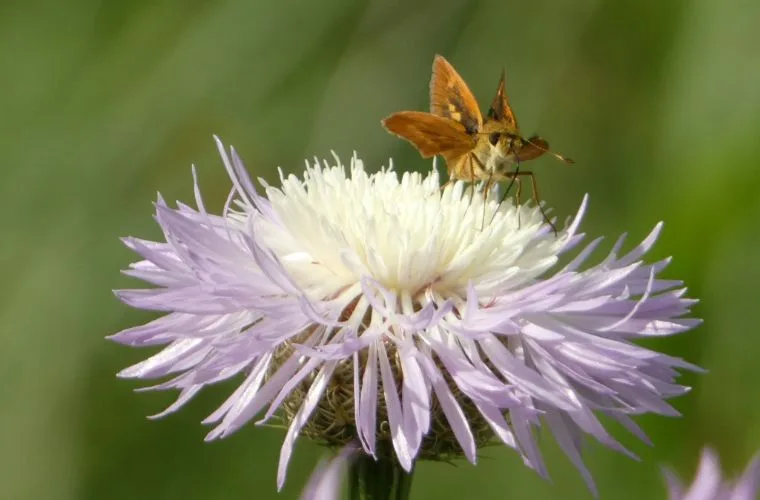 Skipper on American Basketflower