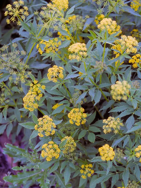 Photo Credit: Sally and Andy Wasowski, https://www.wildflower.org/gallery/result.php?id_image=25135