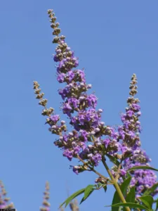 Photo credit: Billie L. Turner Plant Resources Center at The University of Texas at Austin US Geological Survey