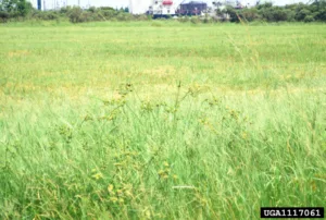 Photo credit: Charles T. Bryson, USDA Agricultural Research Service, Bugwood.org