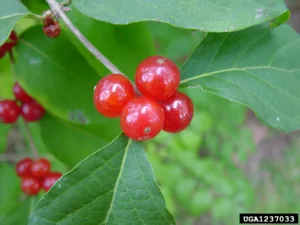 Photo credit: Chuck Bargeron, University of Georgia, Bugwood.org