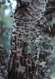 Photo credit: Larry Allain, U.S. Geological Survey