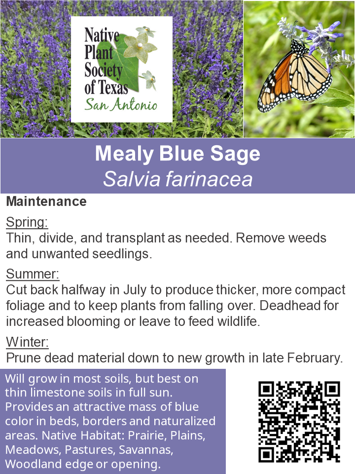 How to Plant and Care for Mealy Blue Sage