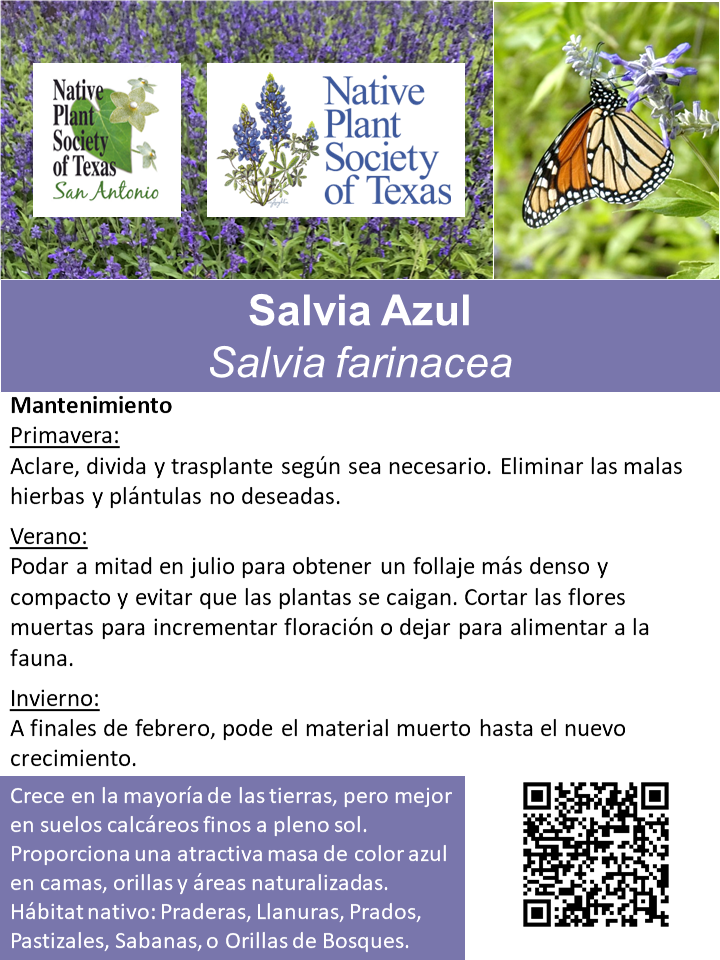 Salvia Azul
