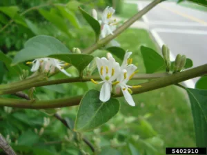 Photo credit: Annemarie Smith, ODNR Division of Forestry, Bugwood.org